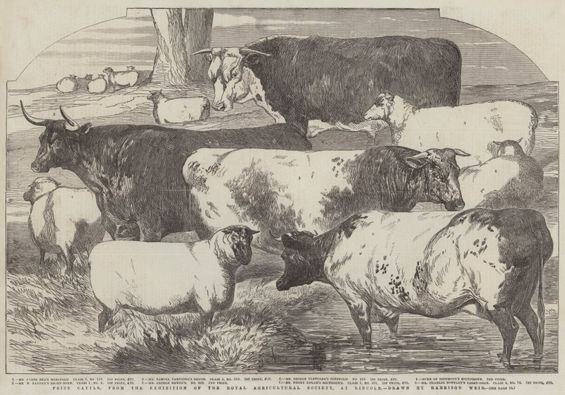 Ganado premiado, de la Exposición de la Sociedad Real de Agricultura, en Lincoln de Harrison William Weir