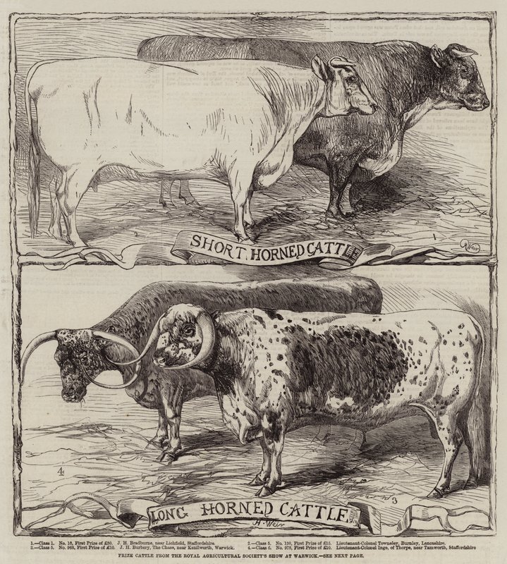 Ganado premiado del Show de la Royal Agricultural Society en Warwick de Harrison William Weir