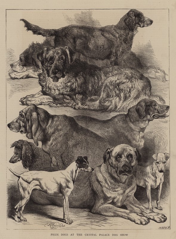 Perros Premiados en la Exposición Canina del Crystal Palace de Harrison William Weir