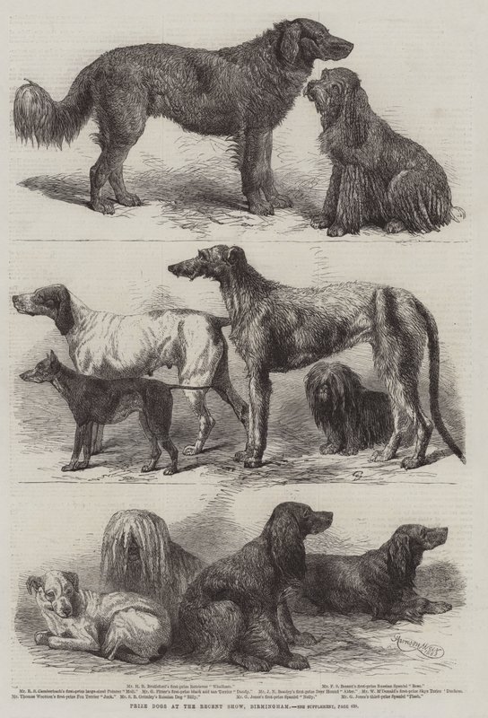 Perros Ganadores en la Reciente Exposición, Birmingham de Harrison William Weir