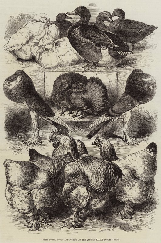 Aves de Premio, Patos y Palomas en la Exposición Avícola del Crystal Palace de Harrison William Weir