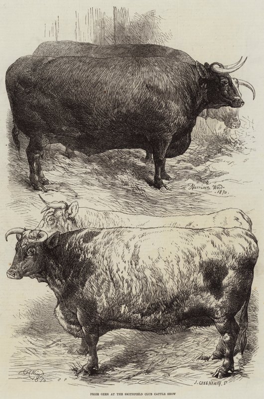 Bueyes premiados en la Exposición de Ganado del Club Smithfield de Harrison William Weir