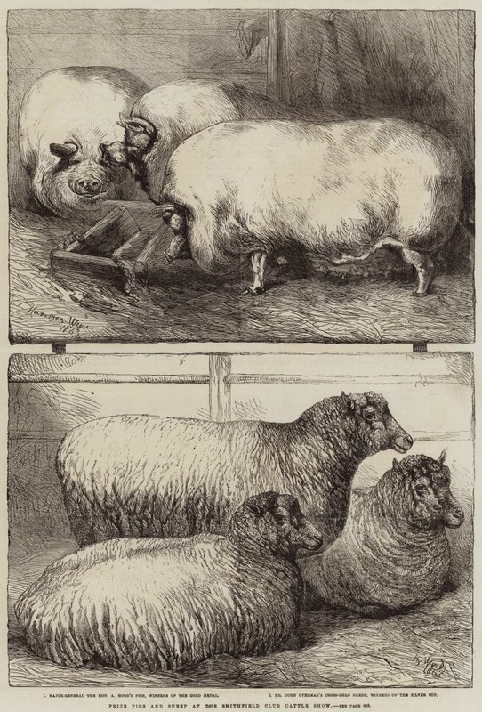 Cerdos y ovejas premiados en la Exposición de Ganado del Club Smithfield de Harrison William Weir