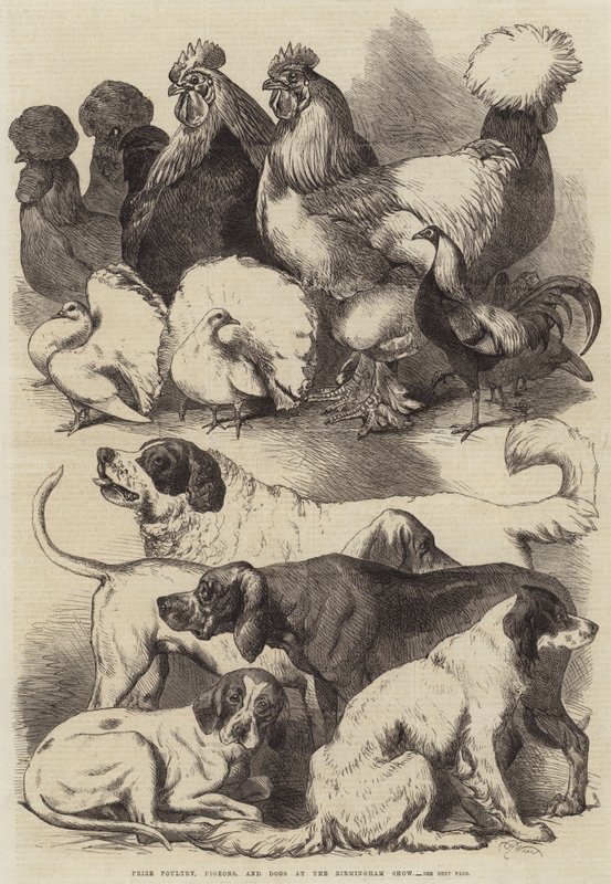 Aves de corral, palomas y perros premiados en la exposición de Birmingham de Harrison William Weir