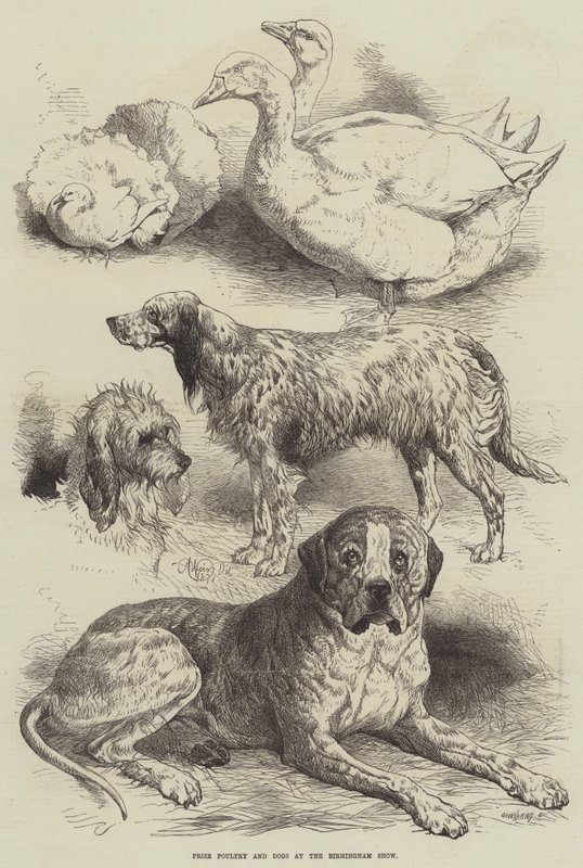 Aves de corral y perros premiados en la exposición de Birmingham de Harrison William Weir