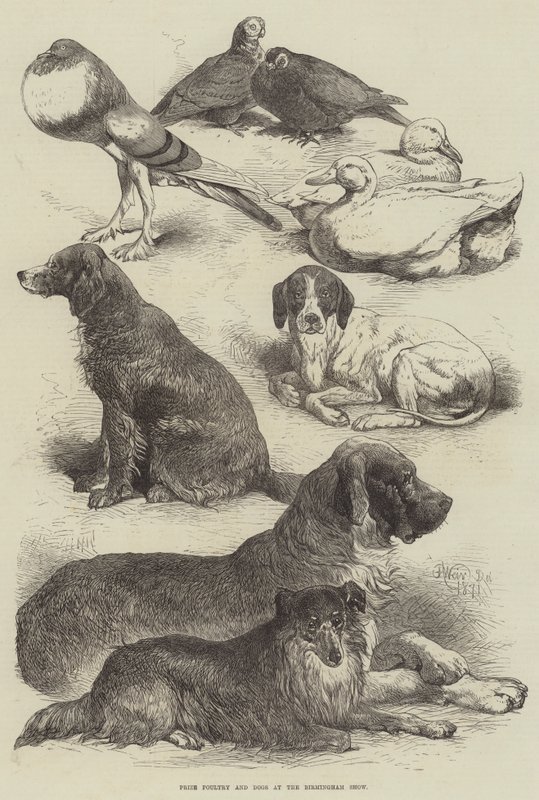 Aves de corral y perros premiados en la Exposición de Birmingham de Harrison William Weir