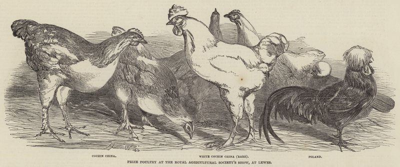 Aves de corral premiadas en la Exposición de la Sociedad Agrícola Real, en Lewes de Harrison William Weir