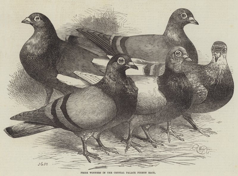 Ganadores de premios en la carrera de palomas del Crystal Palace de Harrison William Weir