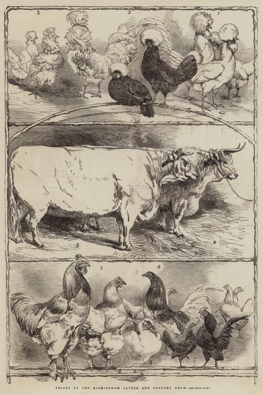 Premios en la Exposición de Ganado y Aves de Corral de Birmingham de Harrison William Weir