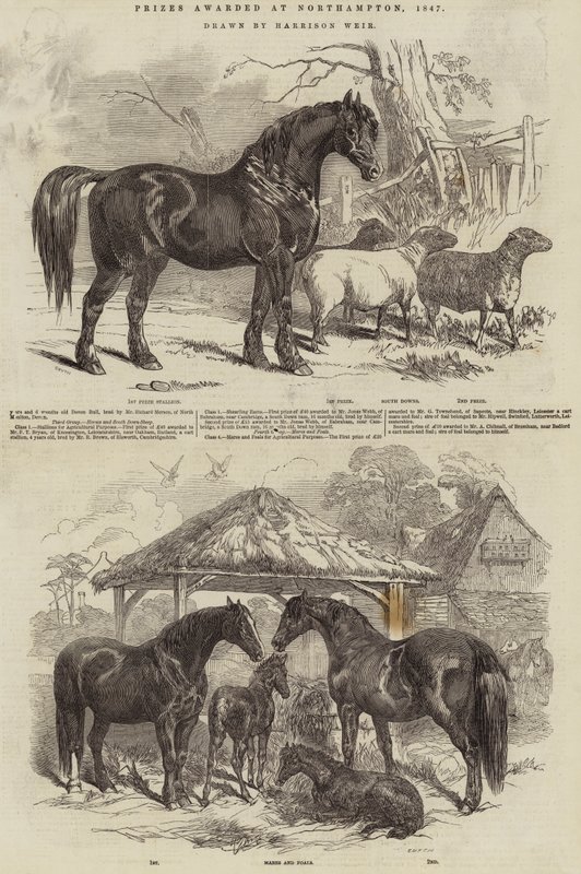 Premios otorgados en Northampton, 1847 de Harrison William Weir