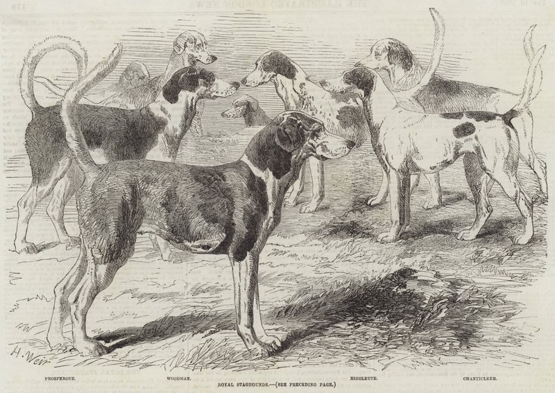 Perros de caza reales de Harrison William Weir