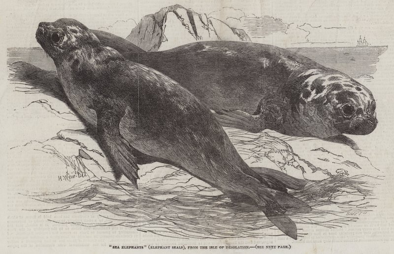 Elefantes marinos, de la Isla de la Desolación de Harrison William Weir