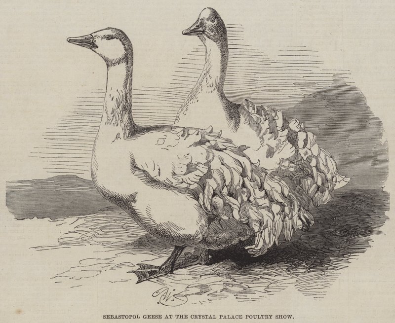 Gansos de Sebastopol en la Exposición Avícola del Crystal Palace de Harrison William Weir