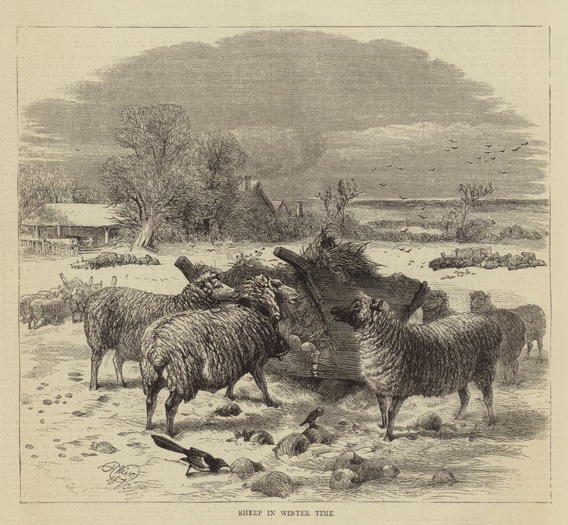 Ovejas en Invierno de Harrison William Weir