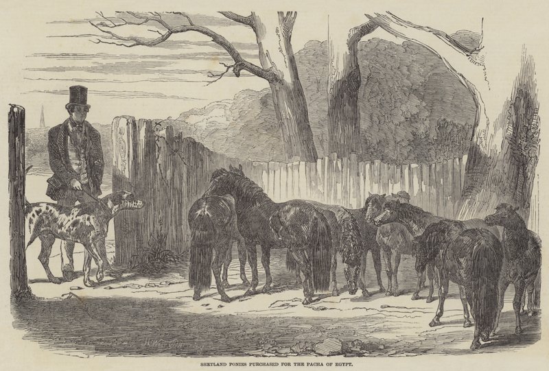 Ponis de Shetland comprados para el Pachá de Egipto de Harrison William Weir