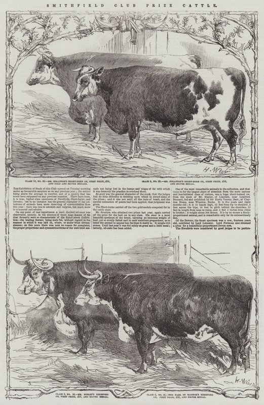 Ganado premiado del Club Smithfield de Harrison William Weir