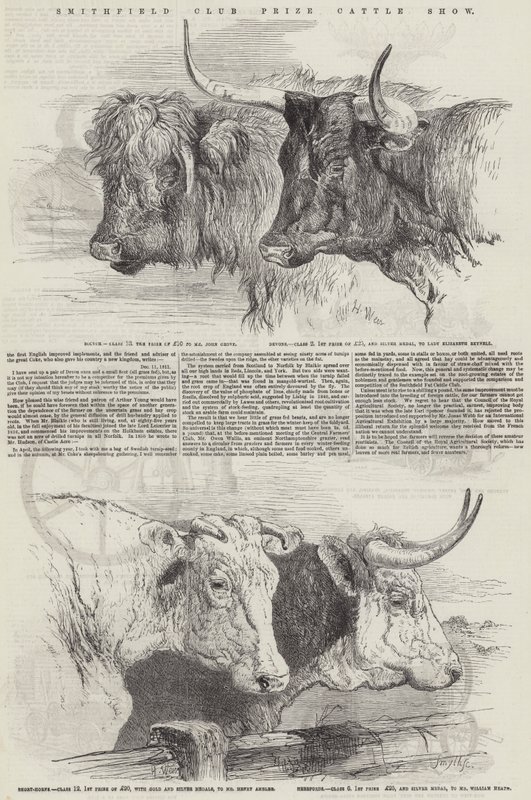 Exposición de ganado premiado del Club Smithfield de Harrison William Weir
