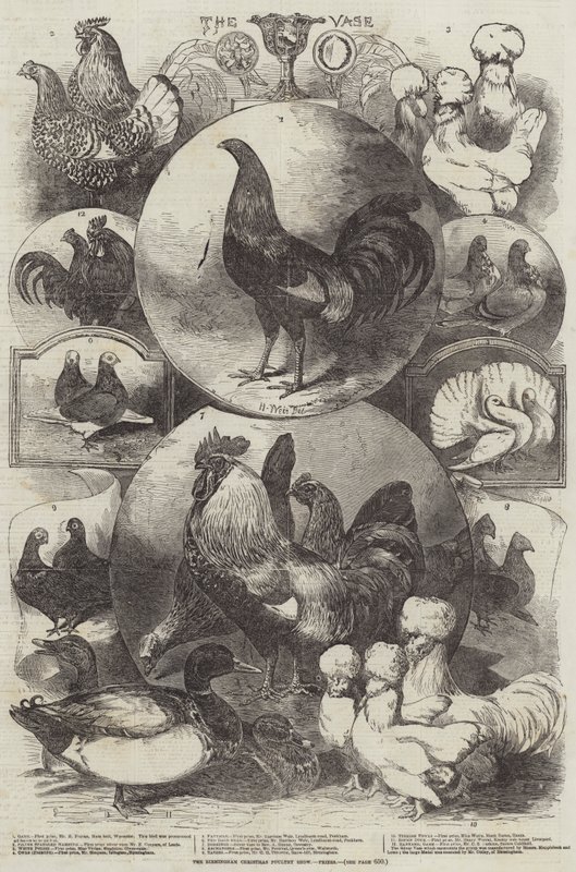 La exposición de aves de corral de Navidad de Birmingham, premios de Harrison William Weir