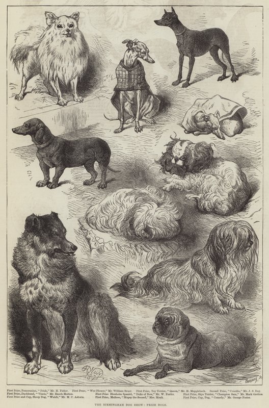 La exposición canina de Birmingham, perros premiados de Harrison William Weir
