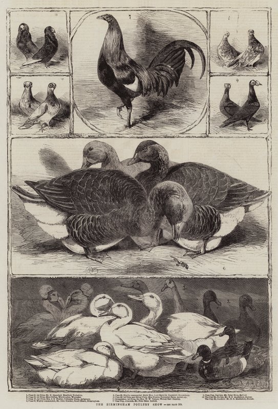 La exposición avícola de Birmingham de Harrison William Weir