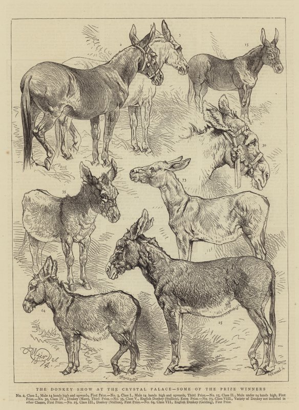 El espectáculo de burros en el Crystal Palace, algunos de los ganadores de premios de Harrison William Weir