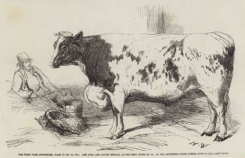 El primer premio Shorthorn, Clase 10, No 89, £25; y medallas de oro y plata, como el mejor buey o novillo, en la Exposición de Ganado del Club Smithfield de Harrison William Weir