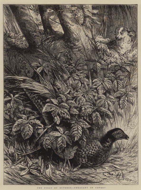 El primero de octubre, faisán en el matorral de Harrison William Weir