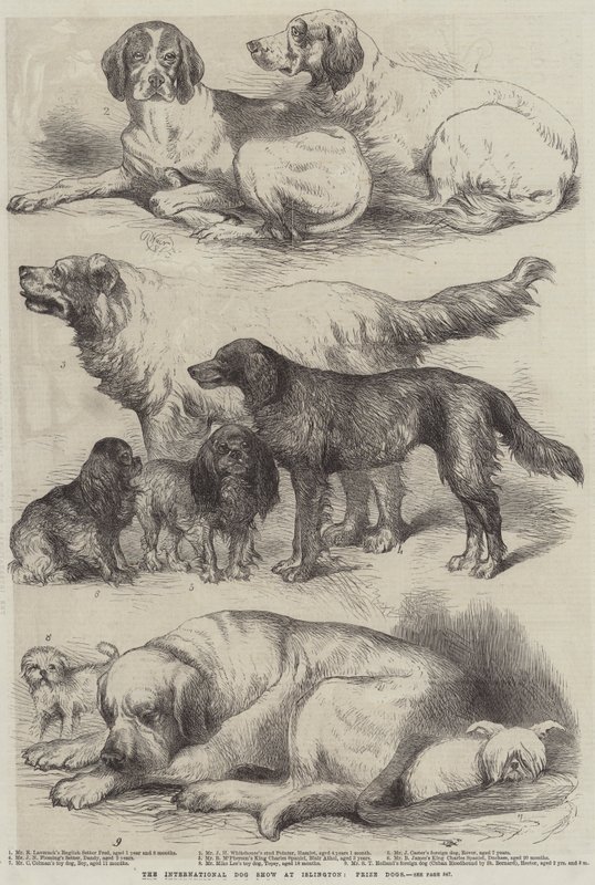 La Exposición Internacional Canina en Islington, Perros Premiados de Harrison William Weir