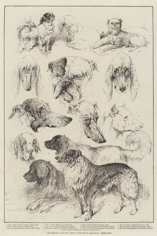 Exposición canina del Kennel Club en el Royal Aquarium, perros premiados de Harrison William Weir