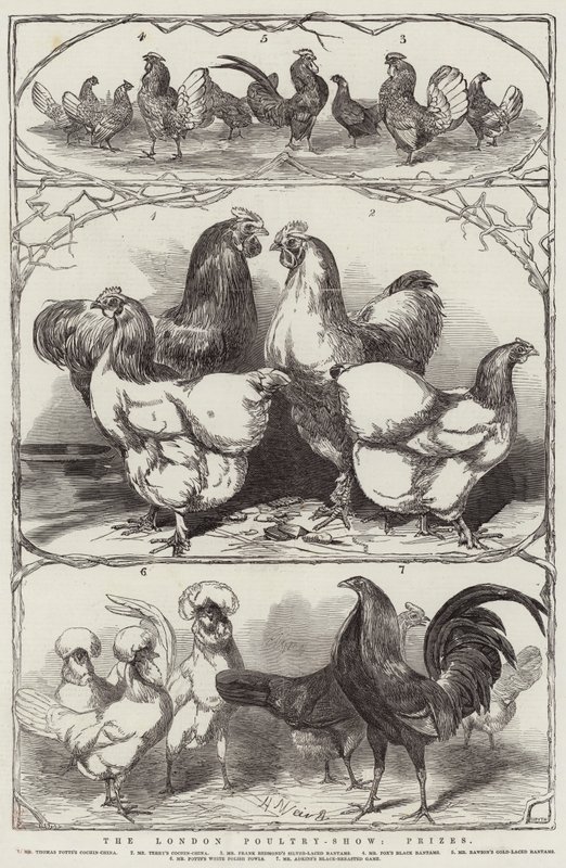 La Exposición Avícola de Londres, Premios de Harrison William Weir