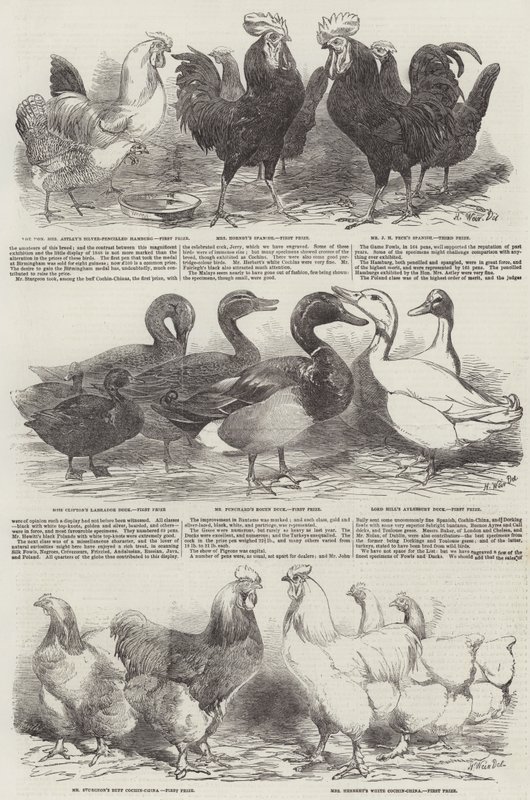 La Exposición Avícola en Birmingham de Harrison William Weir