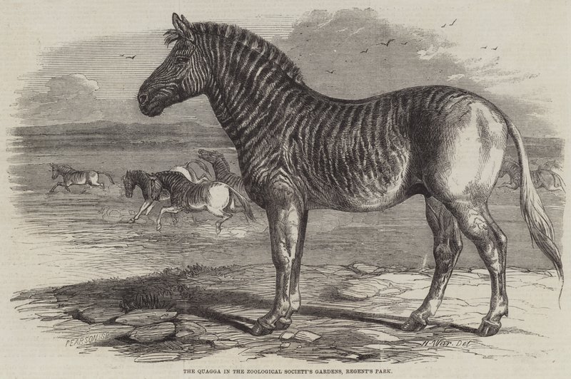 El Quagga en los Jardines de la Sociedad Zoológica, Regent