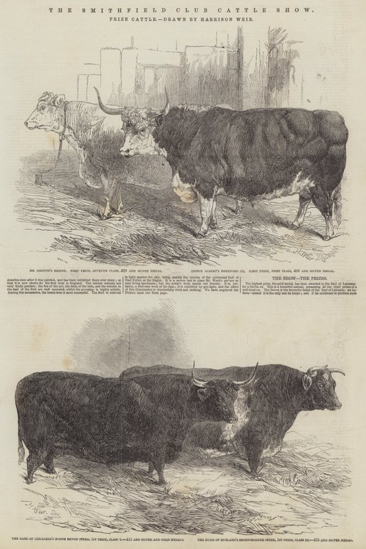 La exposición de ganado del Club Smithfield, ganado premiado de Harrison William Weir