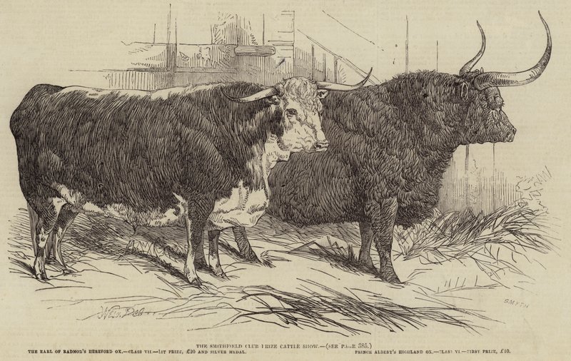 Exposición de ganado premiado del Club Smithfield de Harrison William Weir
