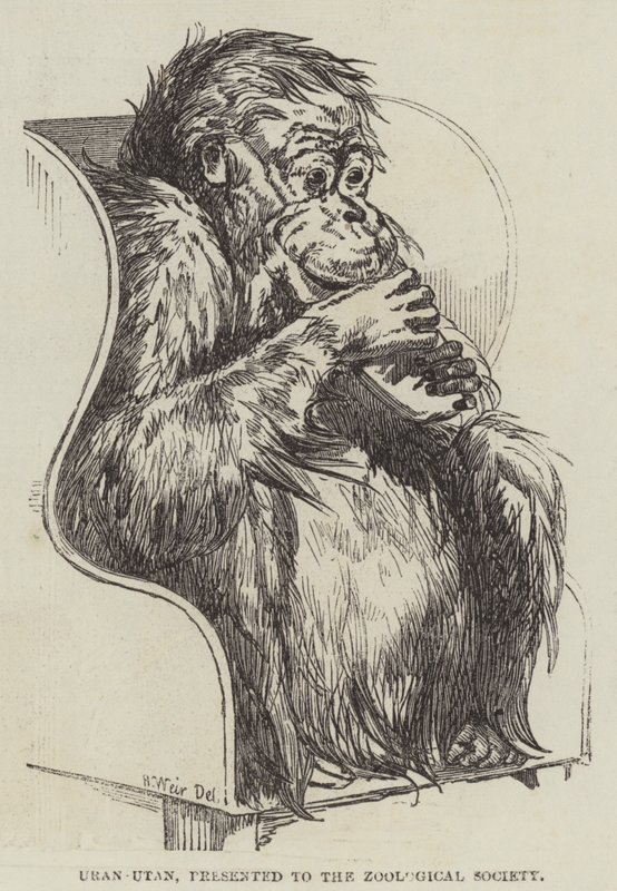 Uran-Utan, presentado a la Sociedad Zoológica de Harrison William Weir