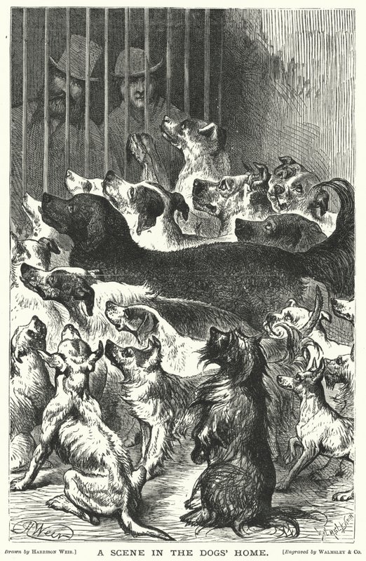 Una escena en el hogar de los perros de Harrison William Weir