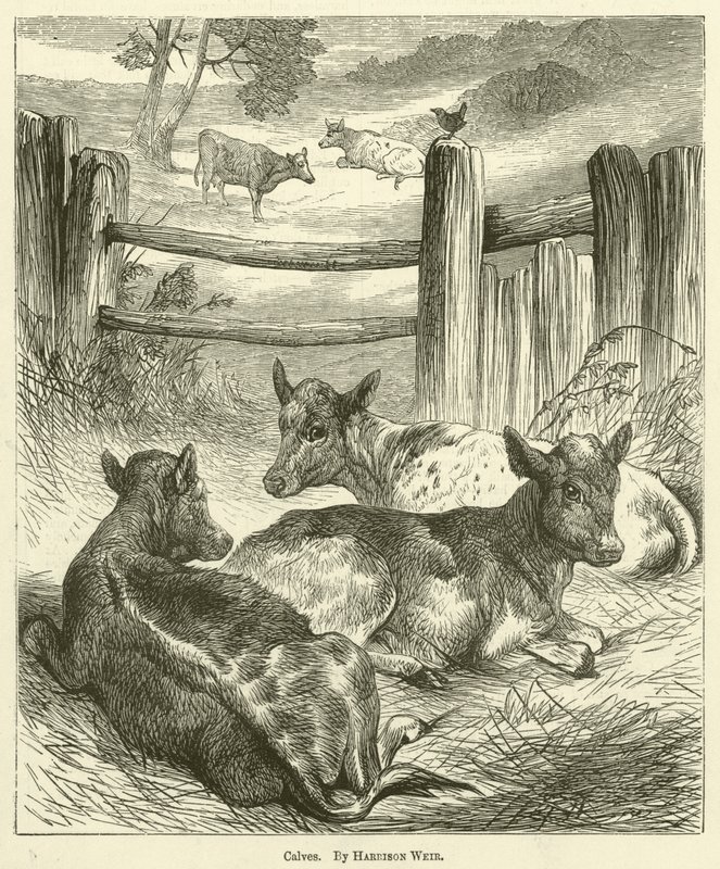 Terneros de Harrison William Weir
