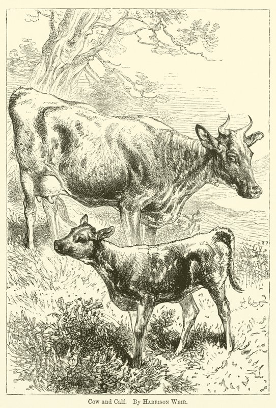 Vaca y ternero de Harrison William Weir