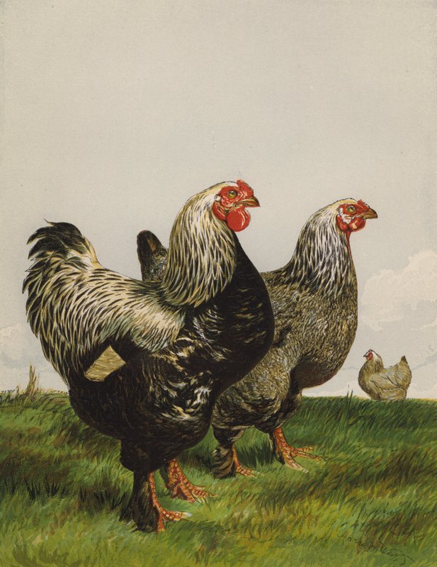 Brahmas Oscuros de Harrison William Weir
