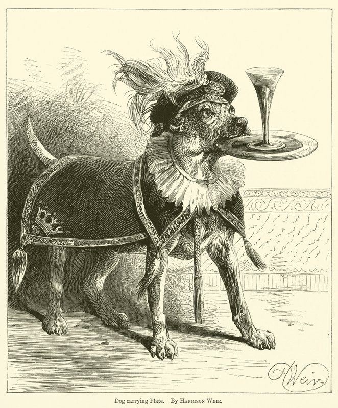 Perro llevando un plato de Harrison William Weir
