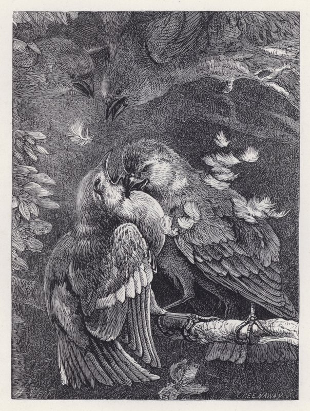 Pelea entre un pinzón y un gorrión de Harrison William Weir