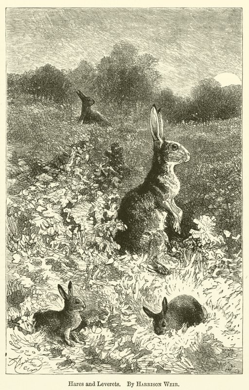 Liebres y gazapos de Harrison William Weir