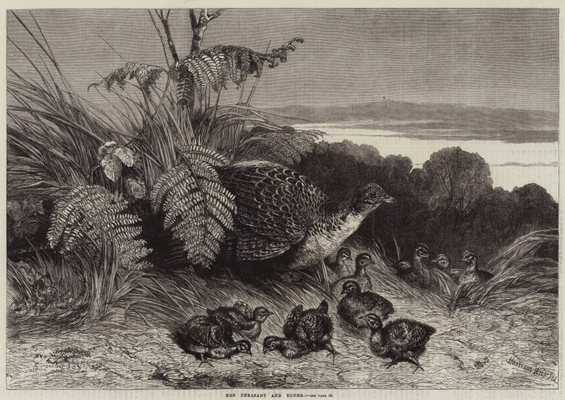 Faisán Hembra y Crías de Harrison William Weir