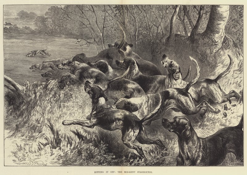 Acertando, los Sabuesos de Ciervo de Mid-Kent de Harrison William Weir