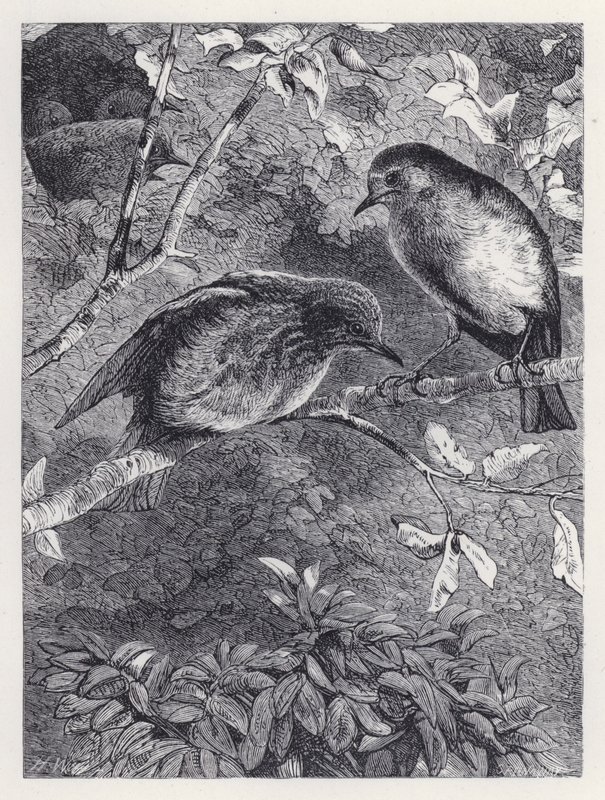 Aprendiendo a Volar de Harrison William Weir