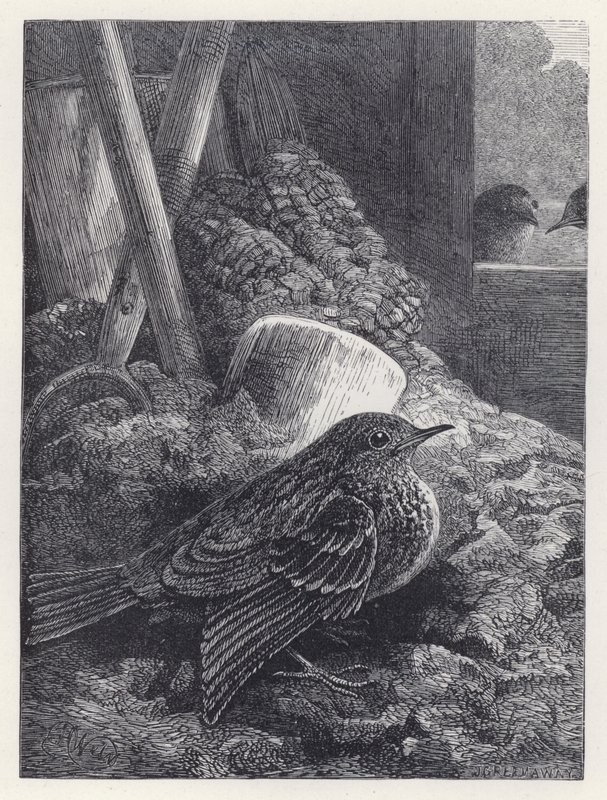 Pequeño Petirrojo a Salvo en Casa de Harrison William Weir