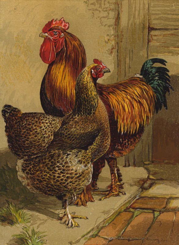 Cochins perdiz (cromolitografía) de Harrison William Weir