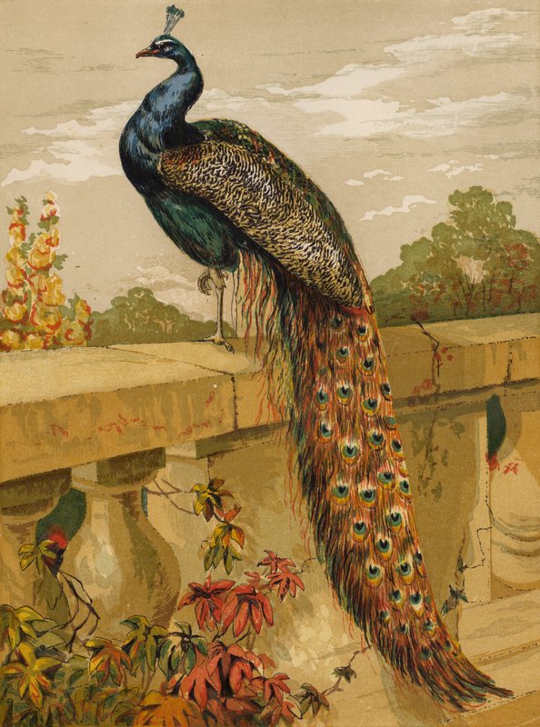 Pavo real de Harrison William Weir