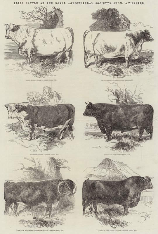Ganado Premiado en la Exposición de la Sociedad Agrícola Real, en Exeter de Harrison William Weir