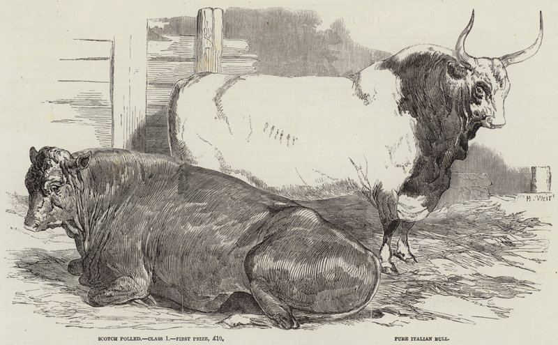 Ganado premiado en la exposición de la Sociedad Real de Agricultura, en Windsor de Harrison William Weir